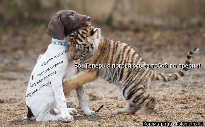 чёрная полоса чёрная полоса чёрная полоса чёрная полоса Во! Теперь я погоняюсь за тобой по прерии!... Котоматрица: чёрная полоса чёрная полоса чёрная полоса чёрная полоса Во! Теперь я погоняюсь за тобой по прерии!