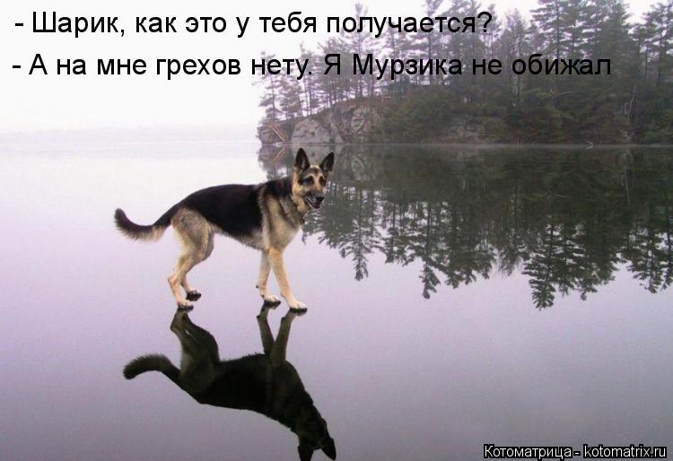 Котоматрица: - Шарик, как это у тебя получается? - А на мне грехов нету. Я Мурзика не обижал