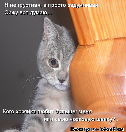 Котоматрица: Сижу вот думаю...  или свою норковую шапку?.. Кого хозяйка любит больше: меня Я не грустная, а просто задумчивая.