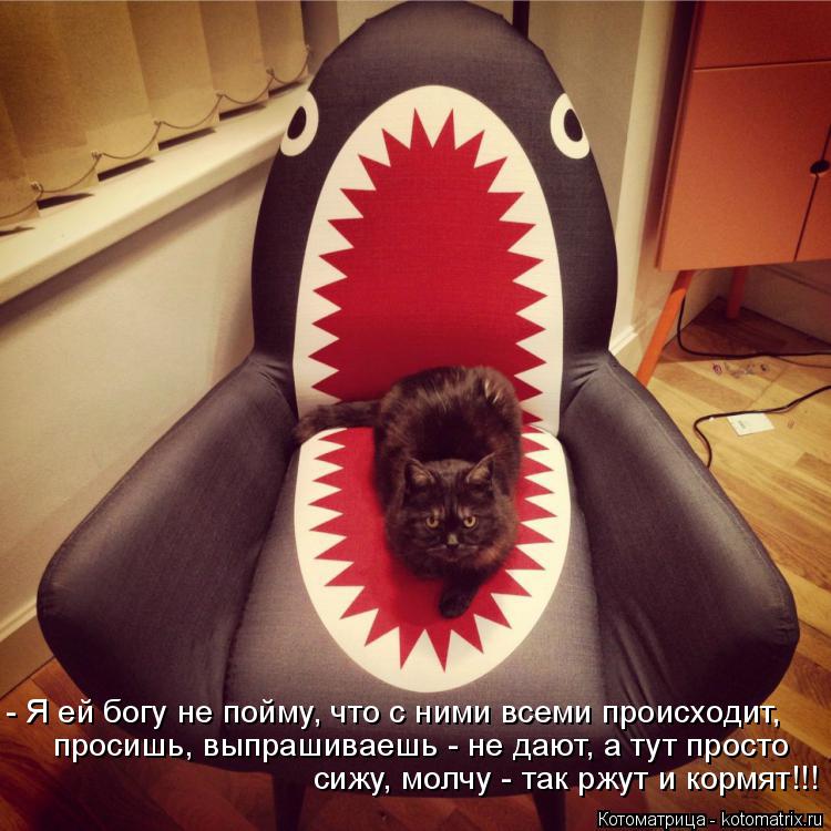 Котоматрица: - Я ей богу не пойму, что с ними всеми происходит,  просишь, выпрашиваешь - не дают, а тут просто  сижу, молчу - так ржут и кормят!!!