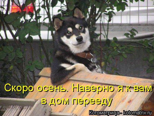 Скоро осень. Наверно я к вам в дом перееду... Котоматрица: Скоро осень. Наверно я к вам в дом перееду