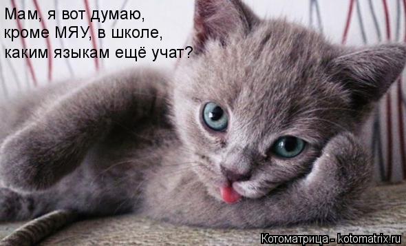Мам, я вот думаю, кроме МЯУ, в школе, каким языкам ещё учат?... Котоматрица: Мам, я вот думаю, кроме МЯУ, в школе, каким языкам ещё учат?