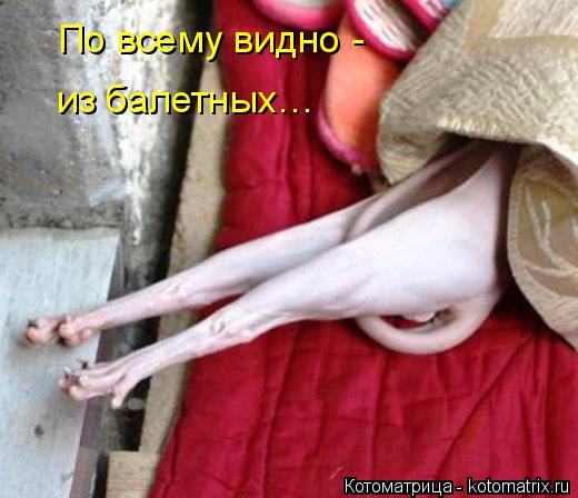 Котоматрица: По всему видно - из балетных…