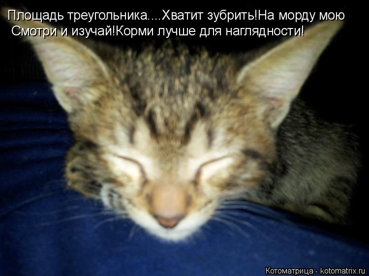 Площадь треугольника....Хватит зубрить!На морду мою Смотри и изучай!Корми лучше для наглядности!... Котоматрица: Площадь треугольника....Хватит зубрить!На морду мою Смотри и изучай!Корми лучше для наглядности!