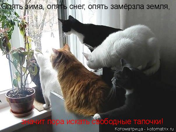 Опять зима, опять снег, опять замёрзла земля, значит пора искать свободные тапочки!... Котоматрица: Опять зима, опять снег, опять замёрзла земля, значит пора искать свободные тапочки!