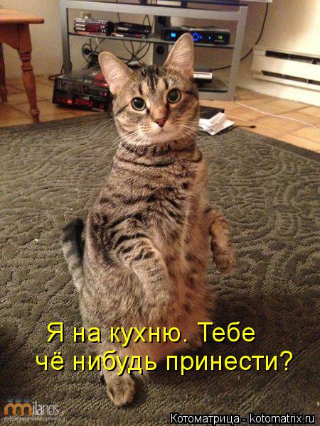 Я на кухню. Тебе чё нибудь принести?... Котоматрица: Я на кухню. Тебе чё нибудь принести?