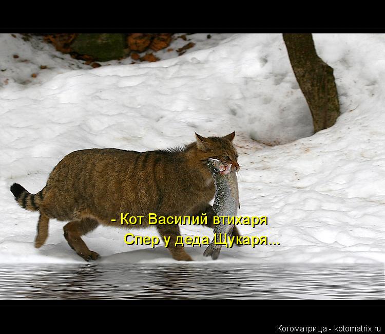 Котоматрица: - Кот Василий втихаря Спер у деда Щукаря...