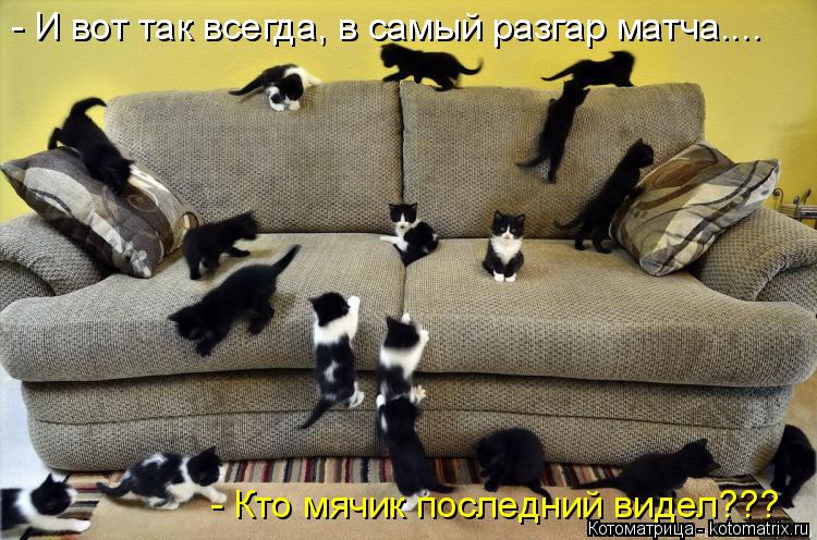 Котоматрица: - И вот так всегда, в самый разгар матча.... - Кто мячик последний видел???