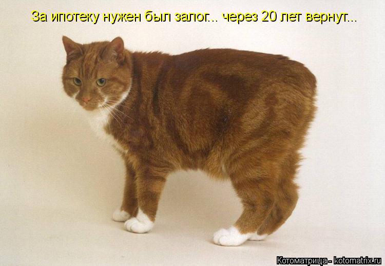 За ипотеку нужен был залог... через 20 лет вернут...... Котоматрица: За ипотеку нужен был залог... через 20 лет вернут...