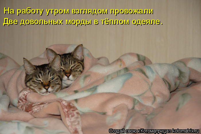 Две довольных морды в тёплом одеяле. На работу утром взглядом провожали... Котоматрица: Две довольных морды в тёплом одеяле. На работу утром взглядом провожали