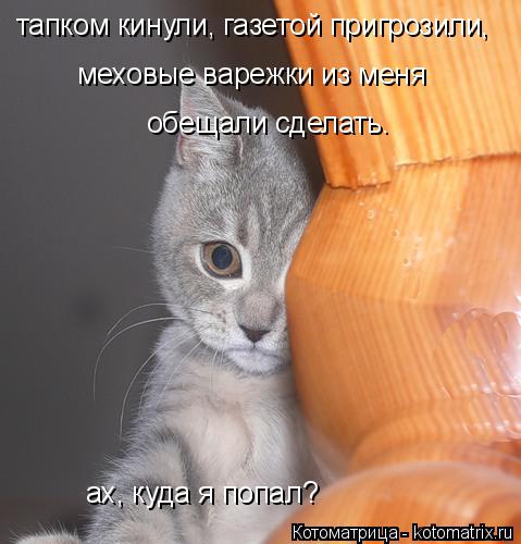 Котоматрица: тапком кинули, газетой пригрозили,  меховые варежки из меня  обещали сделать. ах, куда я попал?