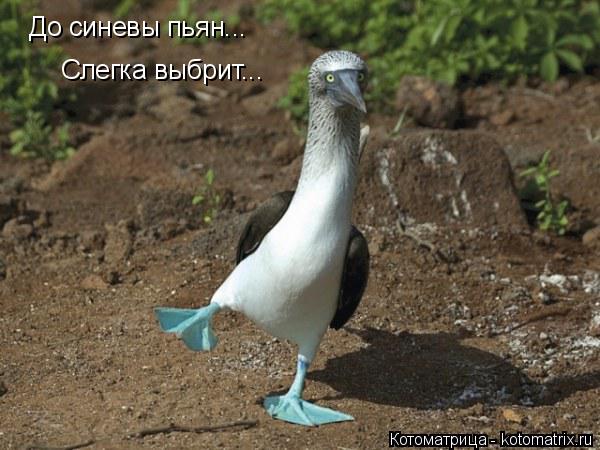 До синевы пьян... Слегка выбрит...... Котоматрица: До синевы пьян... Слегка выбрит...
