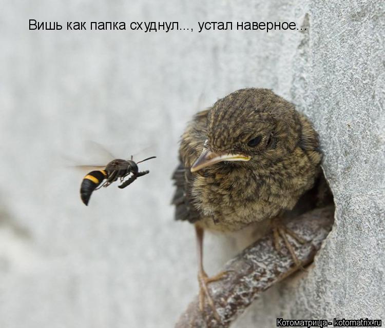 Вишь как папка схуднул..., устал наверное...... Котоматрица: Вишь как папка схуднул..., устал наверное...