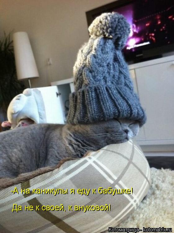 Котоматрица: -А на каникулы я еду к бабушке! Да не к своей, к внуковой!
