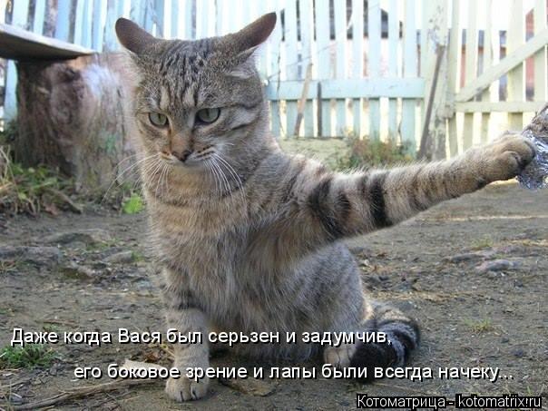 Даже когда Вася был серьзен и задумчив, его боковое зрение и лапы были всегда начеку...... Котоматрица: Даже когда Вася был серьзен и задумчив, его боковое зрение и лапы были всегда начеку...