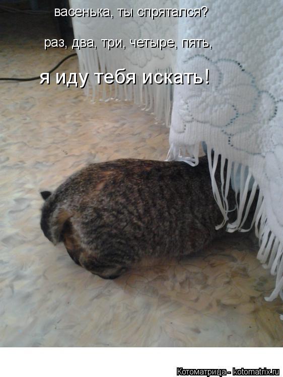 Котоматрица: васенька, ты спрятался?  раз, два, три, четыре, пять, я иду тебя искать!