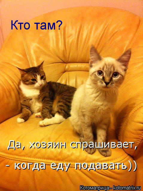 Да, хозяин спрашивает, - когда еду подавать)) Кто там?... Котоматрица: Да, хозяин спрашивает, - когда еду подавать)) Кто там?
