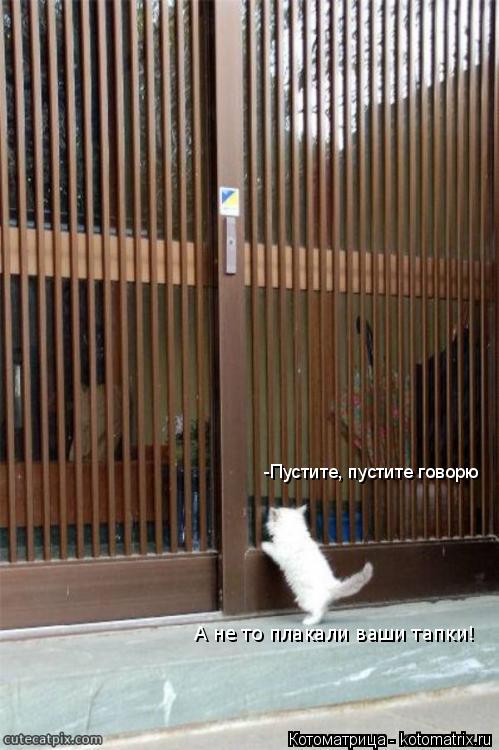 -Пустите, пустите говорю А не то плакали ваши тапки!... Котоматрица: -Пустите, пустите говорю А не то плакали ваши тапки!