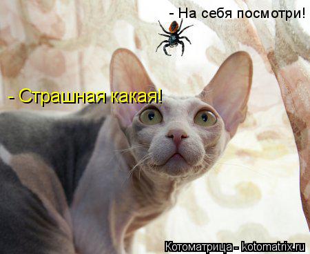 - Страшная какая! - На себя посмотри!... Котоматрица: - Страшная какая! - На себя посмотри!