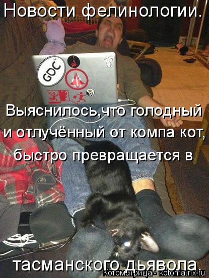 Новости фелинологии. Выяснилось,что голодный и отлучённый от компа кот, быстро превращается в тасманс... Котоматрица: Новости фелинологии. Выяснилось,что голодный и отлучённый от компа кот, быстро превращается в тасманского дьявола.