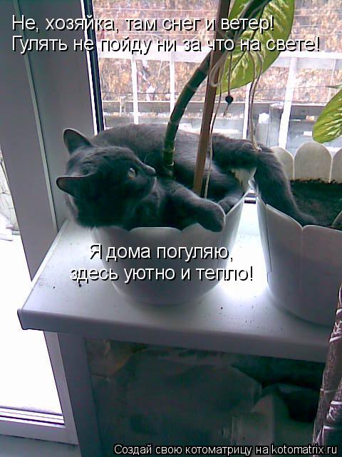 Котоматрица: Не, хозяйка, там снег и ветер! Гулять не пойду ни за что на свете! Я дома погуляю,  здесь уютно и тепло!