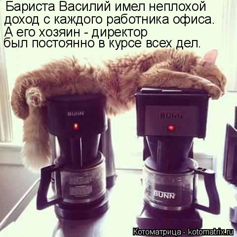 Котоматрица: Бариста Василий имел неплохой  доход с каждого работника офиса. А его хозяин - директор был постоянно в курсе всех дел.