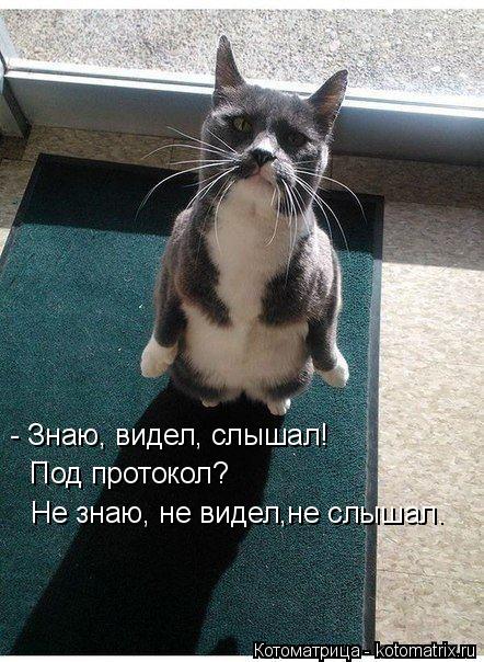 Котоматрица: - Знаю, видел, слышал! Под протокол? Не знаю, не видел,не слышал.