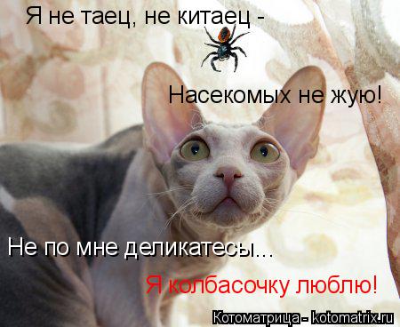 Я не таец, не китаец - Не по мне деликатесы... Я колбасочку люблю! Насекомых не жую!... Котоматрица: Я не таец, не китаец - Не по мне деликатесы... Я колбасочку люблю! Насекомых не жую!