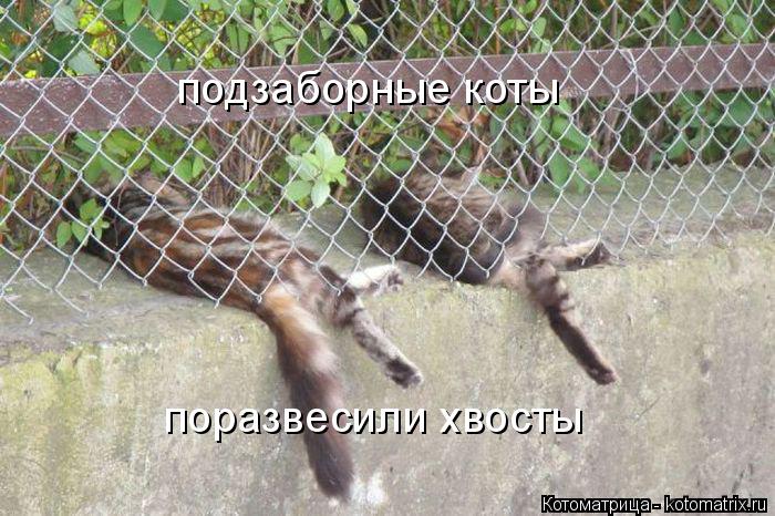 Котоматрица: подзаборные коты поразвесили хвосты