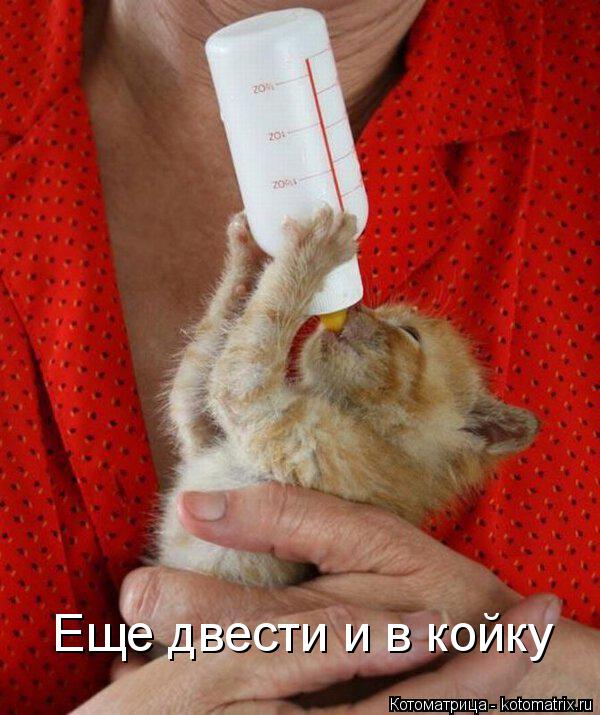 Еще двести и в койку... Котоматрица: Еще двести и в койку