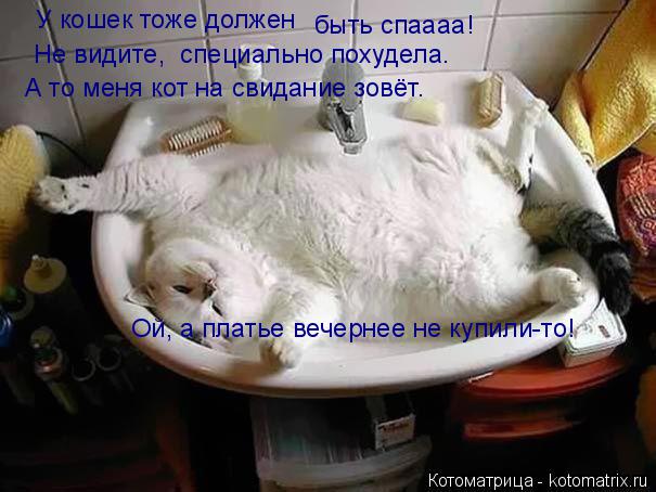 У кошек тоже должен быть спаааа! Не видите, специально похудела. А то меня кот на свидание зовёт. Ой... Котоматрица: У кошек тоже должен быть спаааа! Не видите, специально похудела. А то меня кот на свидание зовёт. Ой, а платье вечернее не купили-то!