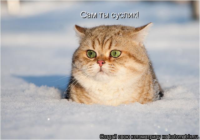 Сам ты суслик!... Котоматрица: Сам ты суслик!