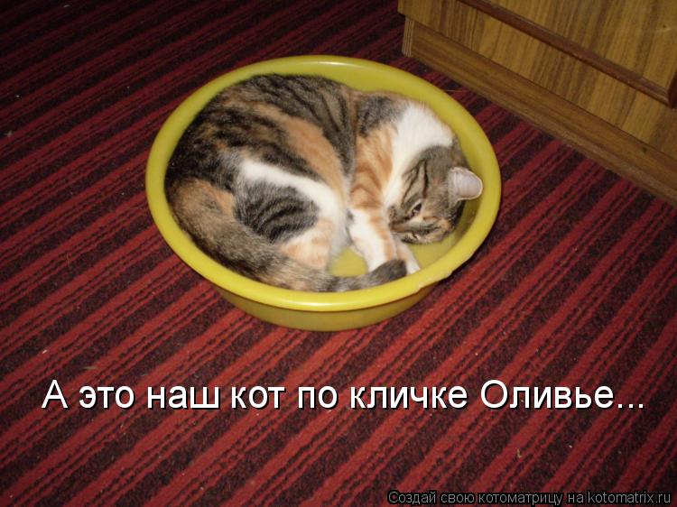 А это наш кот по кличке Оливье...... Котоматрица: А это наш кот по кличке Оливье...