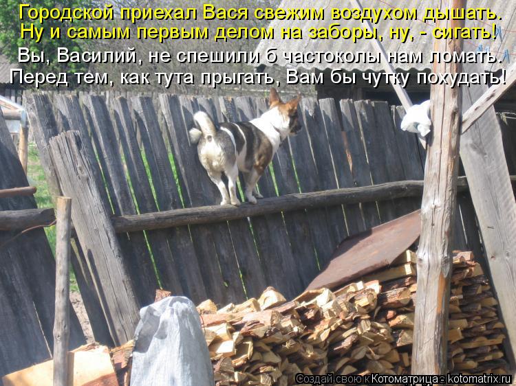 Городской приехал Вася свежим воздухом дышать. Ну и самым первым делом на заборы, ну, - сигать! Вы, В... Котоматрица: Городской приехал Вася свежим воздухом дышать. Ну и самым первым делом на заборы, ну, - сигать! Вы, Василий, не спешили б частоколы нам ломать.