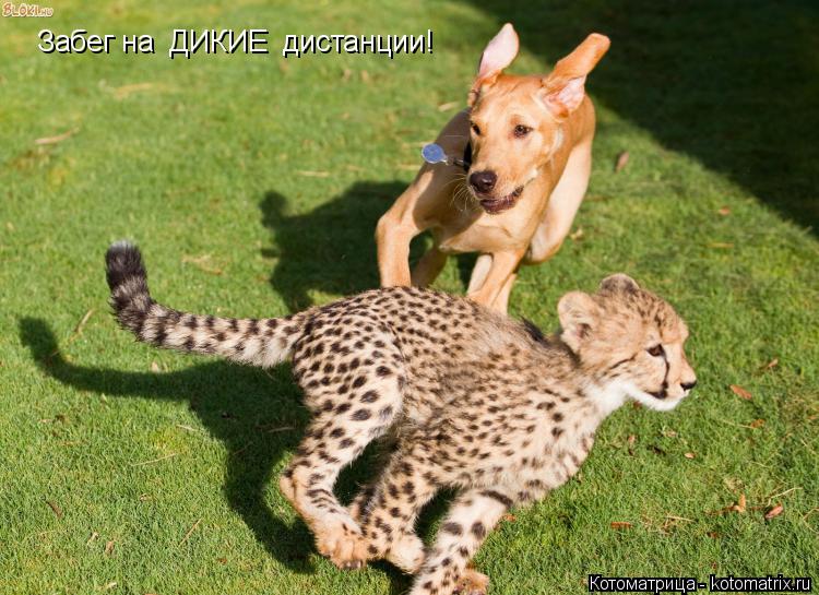 Забег на ДИКИЕ дистанции!... Котоматрица: Забег на ДИКИЕ дистанции!