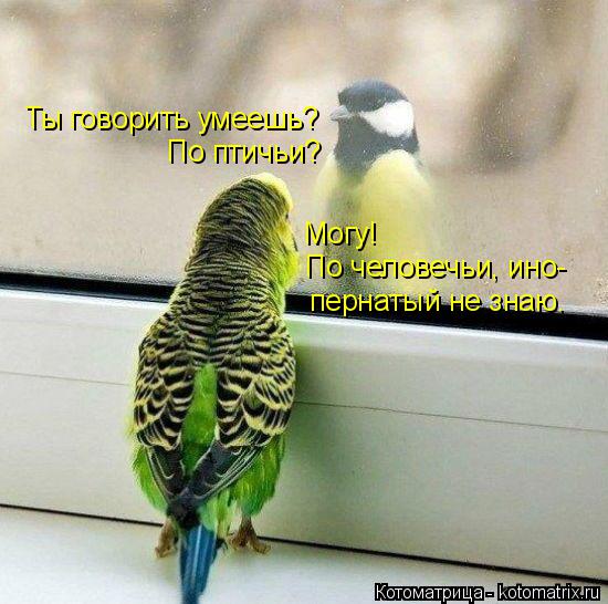 Котоматрица: Ты говорить умеешь? Могу! По птичьи? По человечьи, ино- пернатый не знаю.