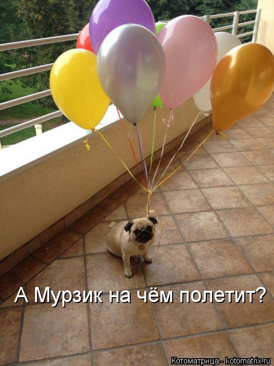 А Мурзик на чём полетит?... Котоматрица: А Мурзик на чём полетит?
