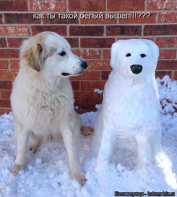 как ты такой белый вышел!!!???... Котоматрица: как ты такой белый вышел!!!???