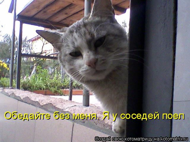 Обедайте без меня. Я у соседей поел... Котоматрица: Обедайте без меня. Я у соседей поел