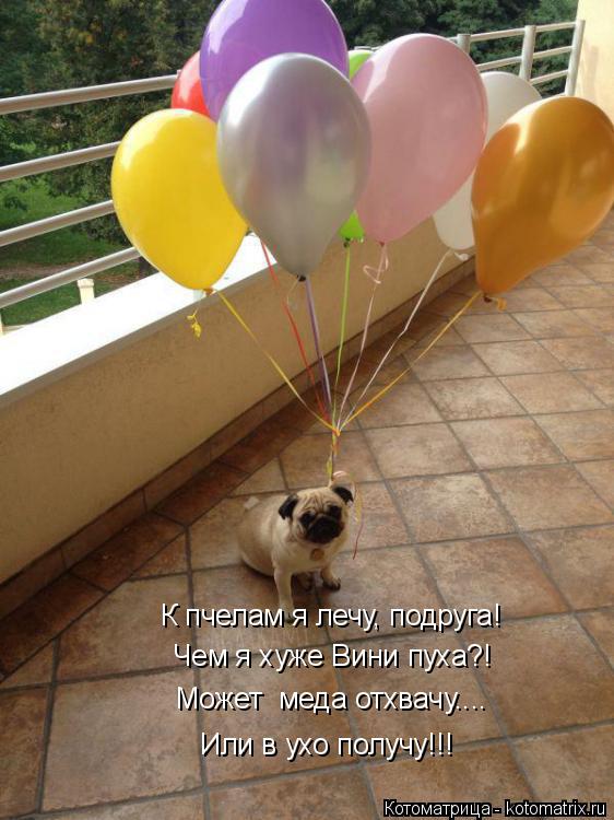 К пчелам я лечу, подруга! Чем я хуже Вини пуха?! Или в ухо получу!!! Может меда отхвачу....... Котоматрица: К пчелам я лечу, подруга! Чем я хуже Вини пуха?! Или в ухо получу!!! Может меда отхвачу....