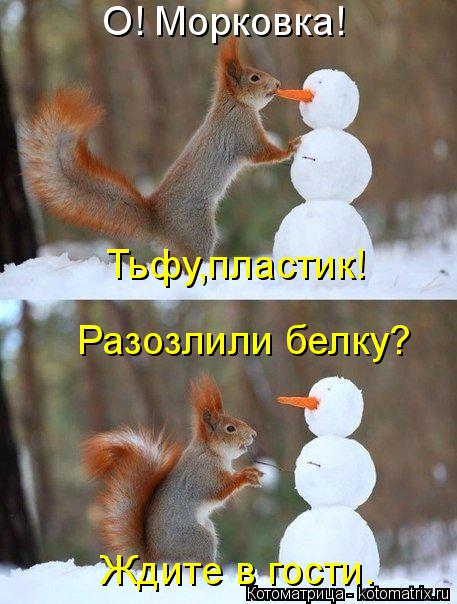 О! Морковка! Тьфу,пластик! Разозлили белку? Ждите в гости.... Котоматрица: О! Морковка! Тьфу,пластик! Разозлили белку? Ждите в гости.