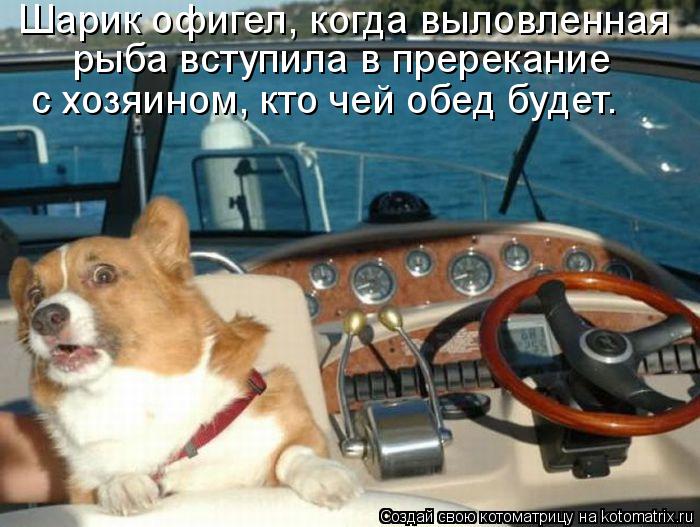 Котоматрица: Шарик офигел, когда выловленная  рыба вступила в пререкание  с хозяином, кто чей обед будет.