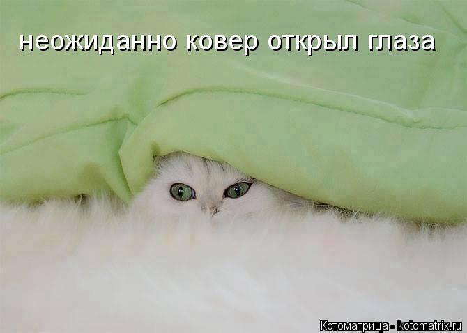 неожиданно ковер открыл глаза... Котоматрица: неожиданно ковер открыл глаза