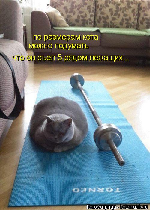 по размерам кота можно подумать что он съел 5 рядом лежащих...... Котоматрица: по размерам кота можно подумать что он съел 5 рядом лежащих...