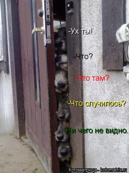 -Ух ты! -Что? -Что там? -Что случилось? -Ни чего не видно...... Котоматрица: -Ух ты! -Что? -Что там? -Что случилось? -Ни чего не видно...