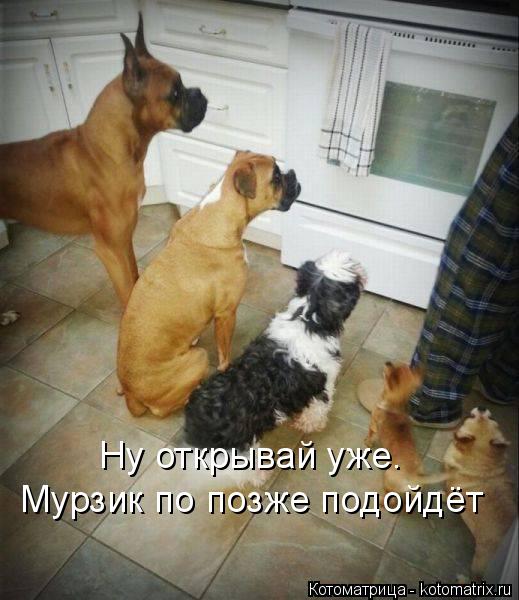 Ну открывай уже. Мурзик по позже подойдёт... Котоматрица: Ну открывай уже. Мурзик по позже подойдёт
