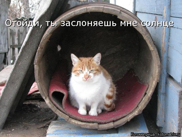 Отойди, ты заслоняешь мне солнце... Котоматрица: Отойди, ты заслоняешь мне солнце