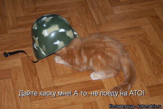Дайте каску мне! А то, не поеду на АТО!... Котоматрица: Дайте каску мне! А то, не поеду на АТО!