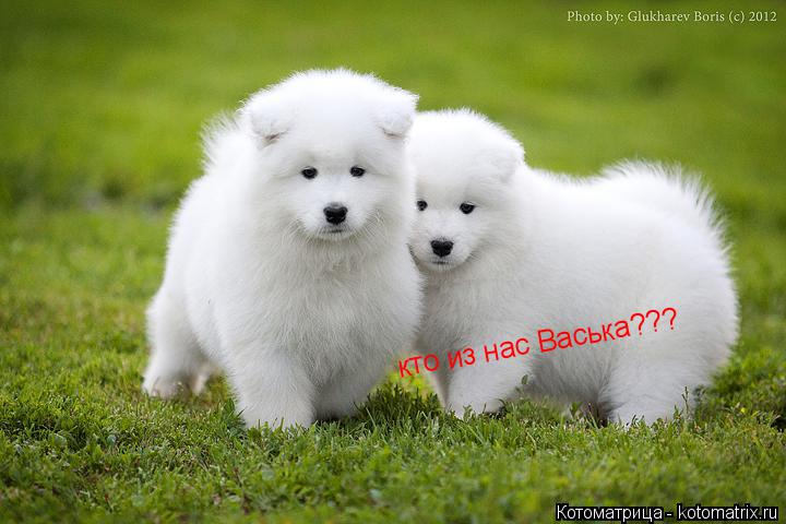 кто из нас Васька???... Котоматрица: кто из нас Васька???