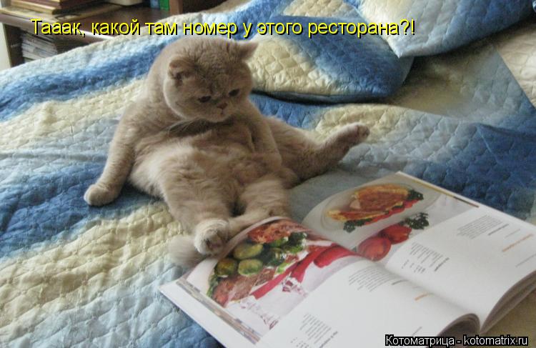 Котоматрица: Тааак, какой там номер у этого ресторана?!